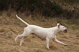 DOGUE ARGENTIN 216